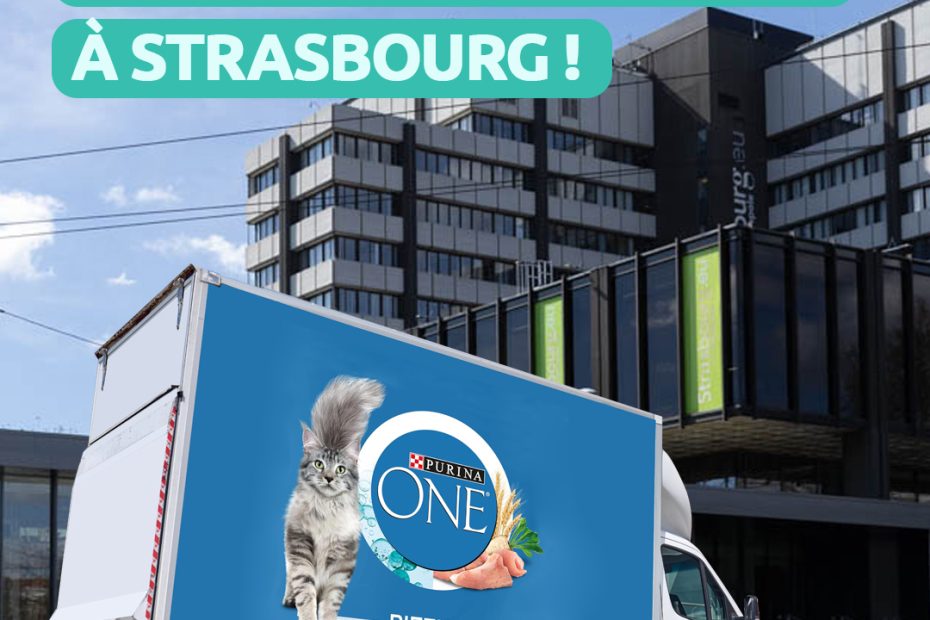 Les croquettes deviennent gratuites à Strasbourg ! Supacat Street Art